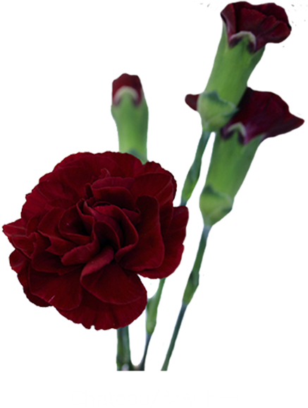 Chateau - Mini Carnation Chateau Burgundy Clipart (600x600), Png Download