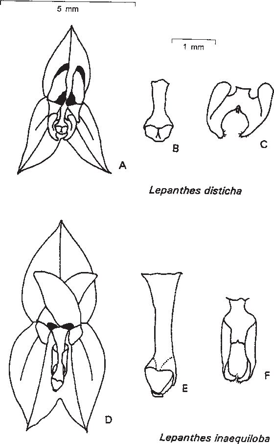 Flowers, Columns And Lips Of Lepanthes Disticha And - Sketch Clipart (560x906), Png Download