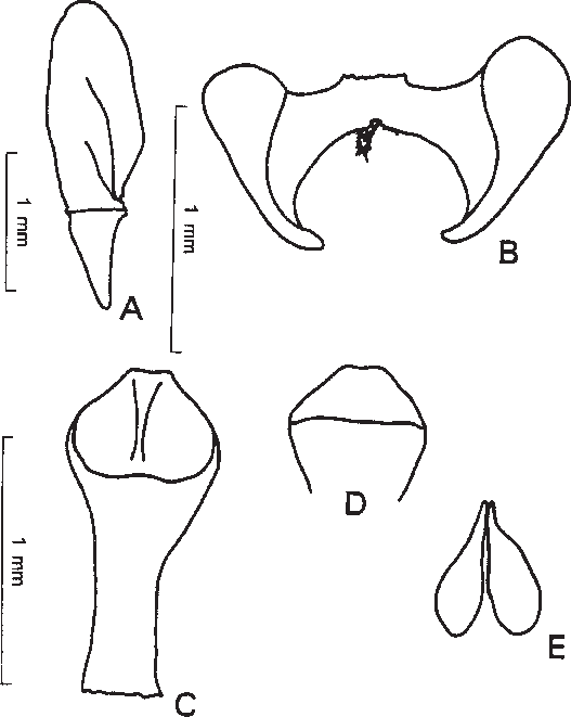 Type Material Of Lepanthes Oestlundiana - Sketch Clipart (527x661), Png Download