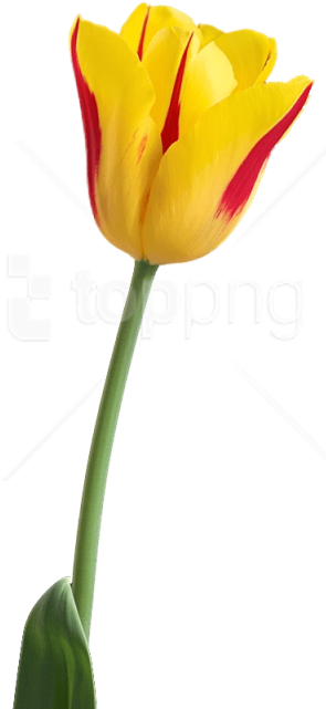 Free Png Tulip Png Images Transparent - Tulip Flower Hd Png Clipart (480x720), Png Download