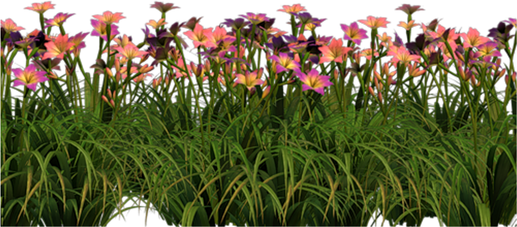 Tulip , Png Download - Iris Clipart (1025x451), Png Download