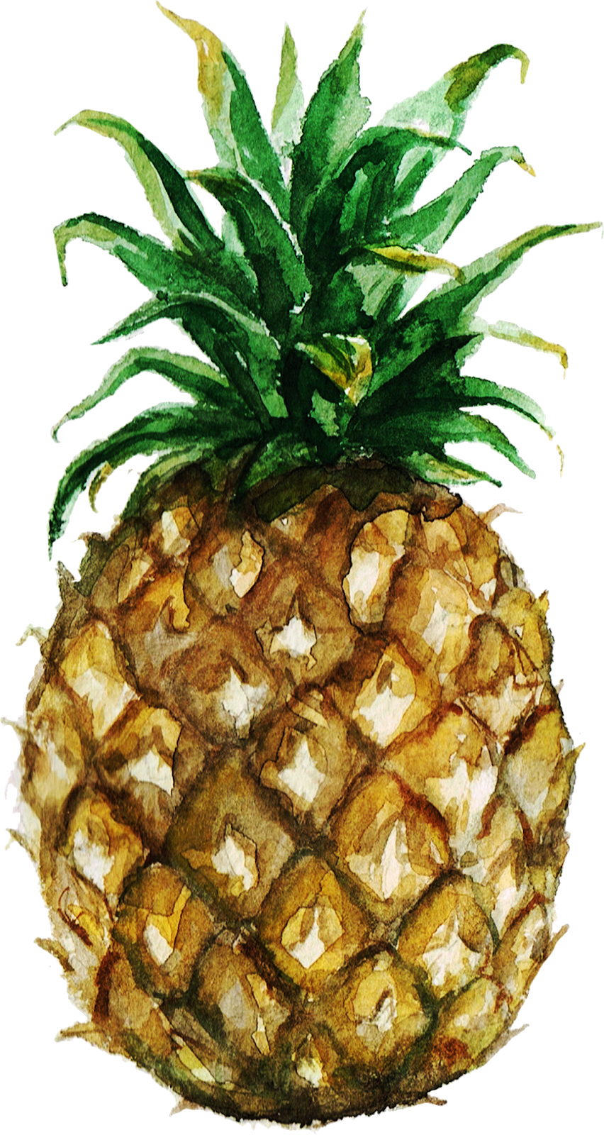 Pineapple Clip Art & Pineapple Png Image - Pineapple Watercolor Illustrations Png Transparent Png (852x1600), Png Download