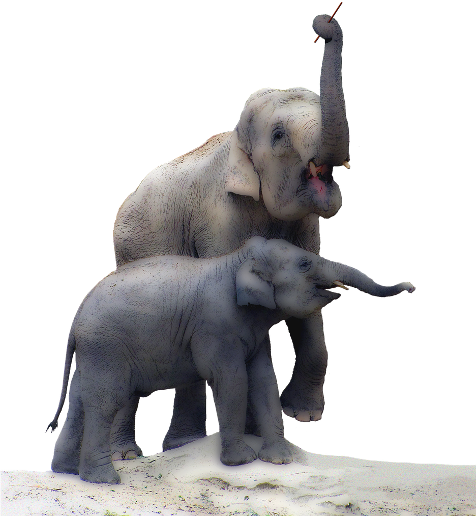 Elephant,baby - Real Elephant Baby Png Clipart (935x1280), Png Download