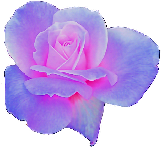 Rose Clipart Aesthetic - Pink And Purple Aesthetic Png Transparent Png (618x562), Png Download