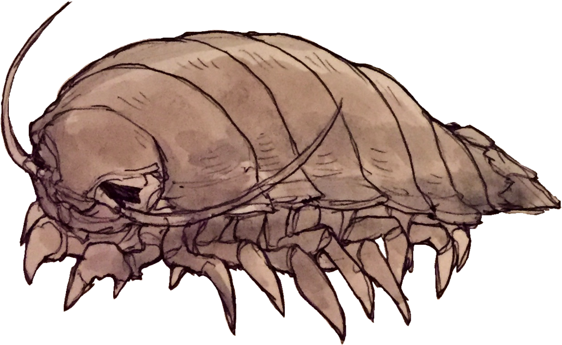 Giant Isopod Png Clipart (1280x1280), Png Download
