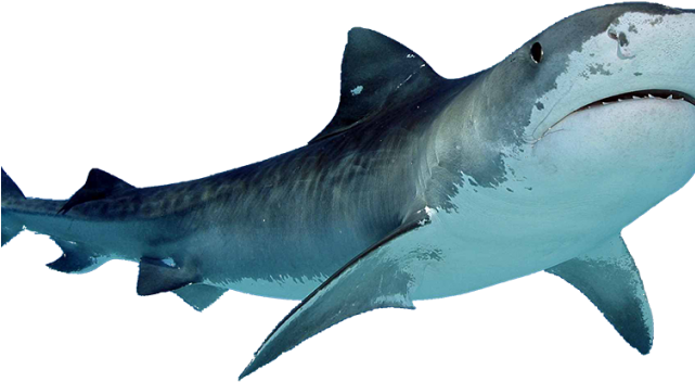 Shark Png Transparent Images - Transparent Background Shark Png Clipart (640x480), Png Download