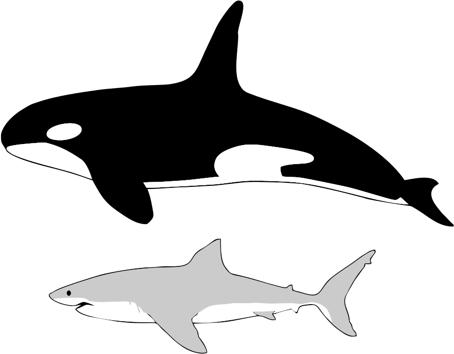 Comparison Of The Size Of An Average Orca And An Average - Killer Whale To Human Size Clipart (800x533), Png Download