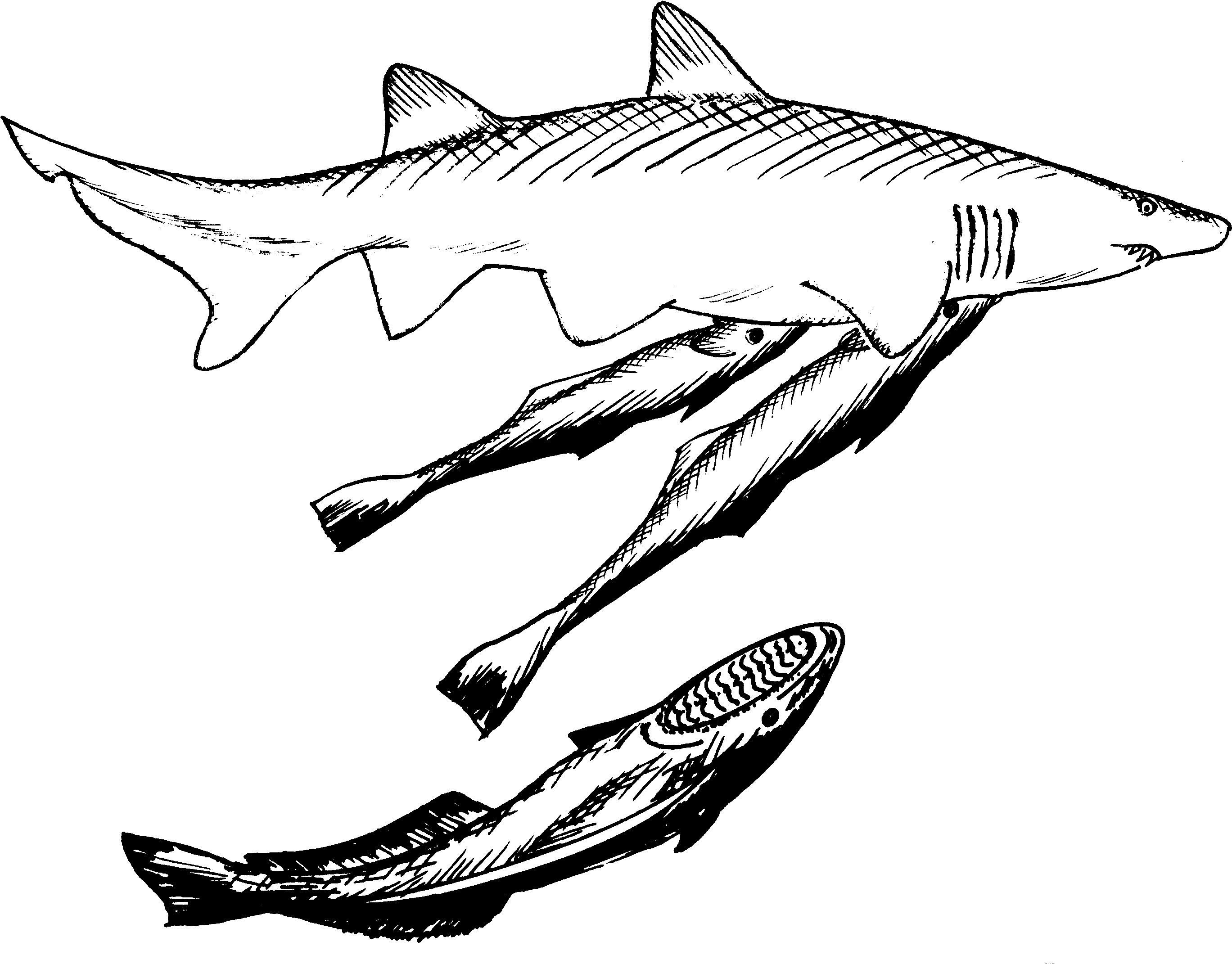 Drawing Shark Black And White Remora Fish And Shark Drawing Clipart