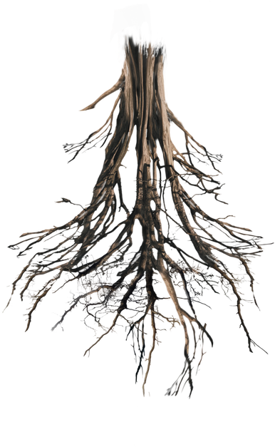Tree Root Png - Tree Roots Png Transparent Clipart (1006x794), Png Download