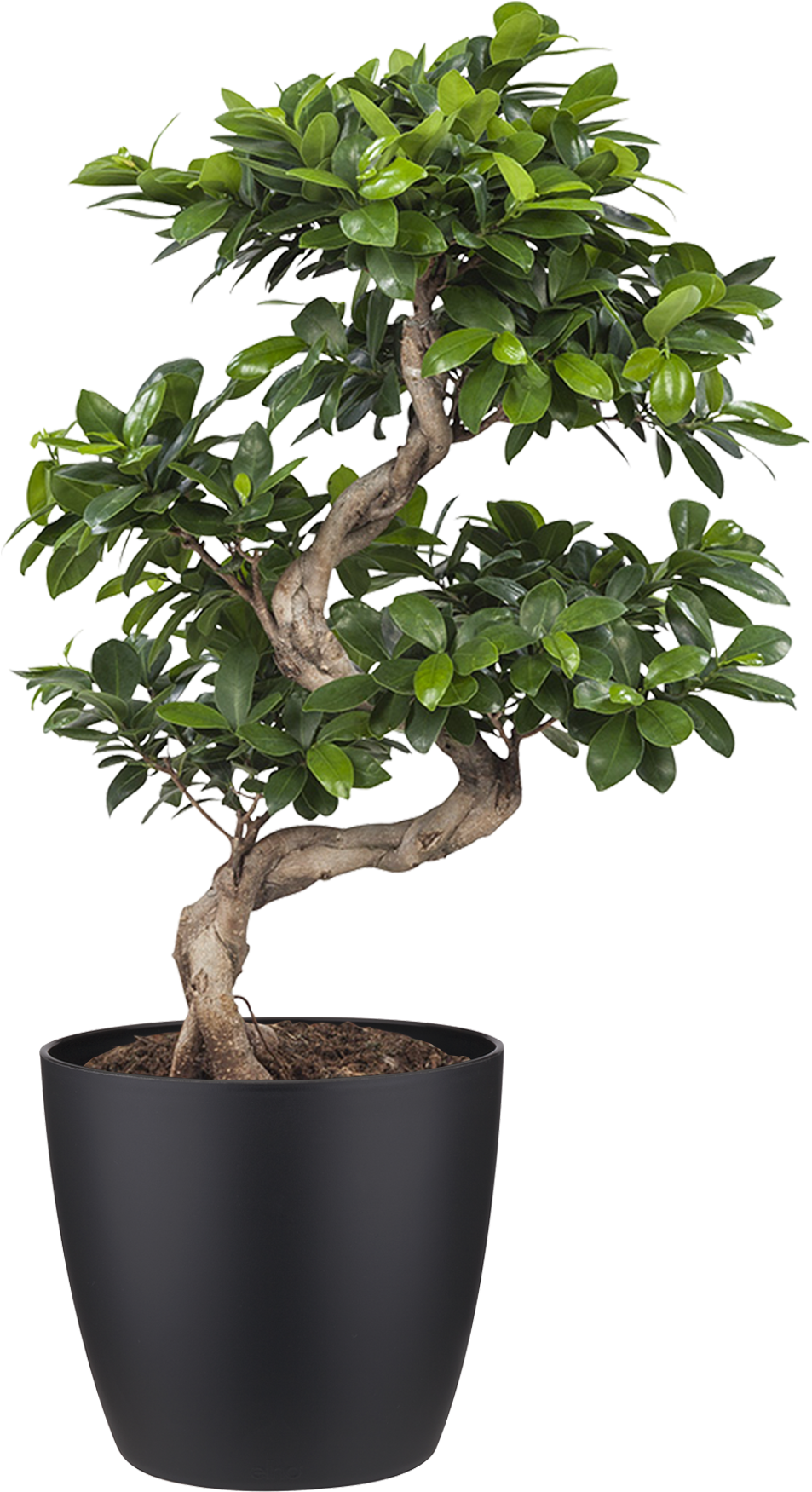 Indoor Plant Ficus - Bonsai Ficus Clipart (1927x1928), Png Download