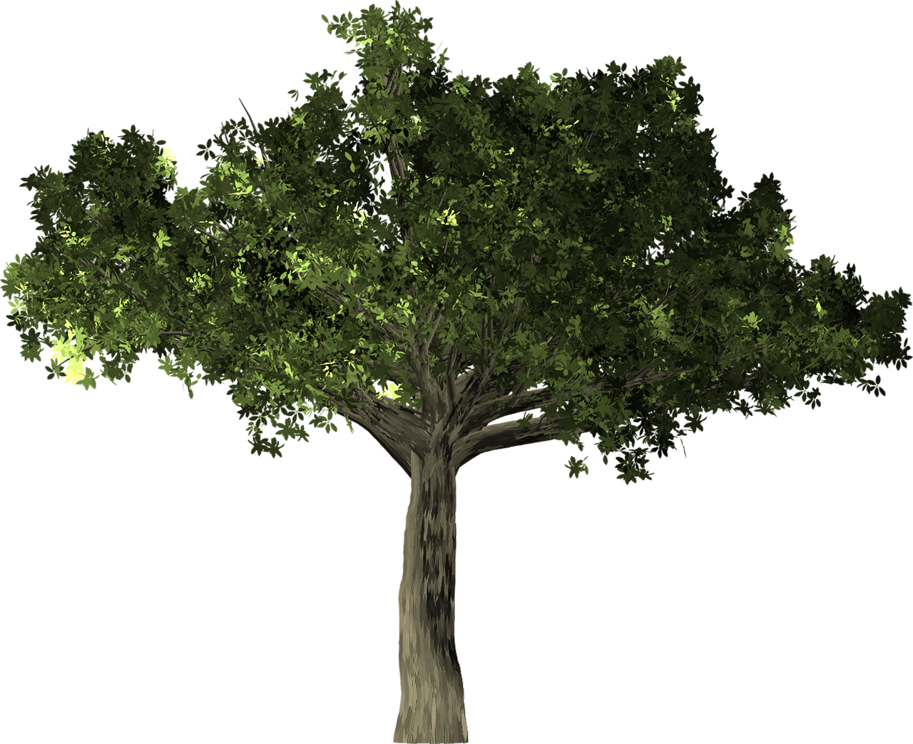 Ficus Tree Plant Isolated Png Image - Arbol Laurel Png Clipart (1280x1043), Png Download