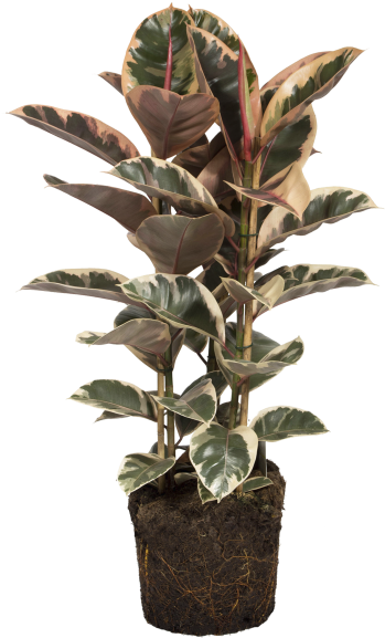 Rubber Plant - Houseplant Clipart (750x750), Png Download