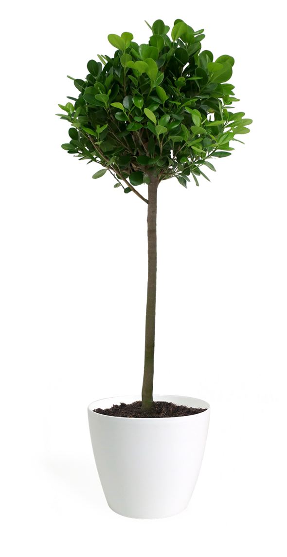 Ficus Moclame Std Small - Fig Trees Clipart (590x1143), Png Download