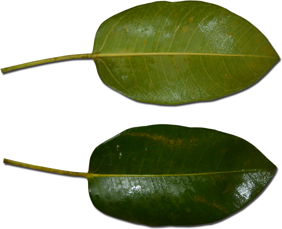 Atherton Rock Fig Leaf - Ficus Macrophylla Leaf Clipart (1024x904), Png Download