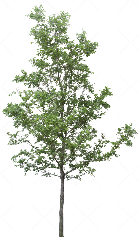 Tree Png Transparent Images - Tree Png For Photoshop Clipart (480x825), Png Download