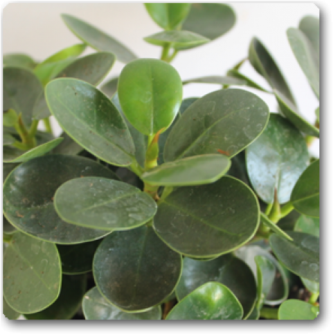 Ficus Compacta Clipart (650x489), Png Download