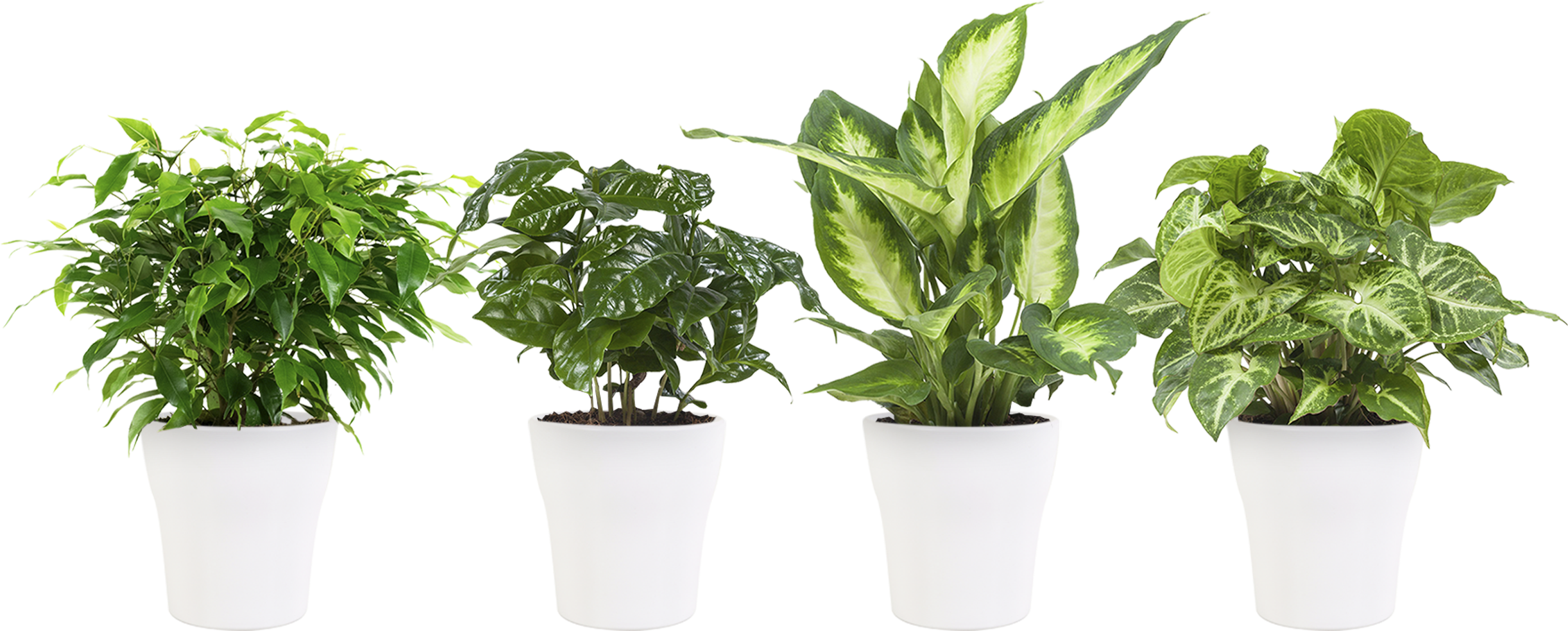 Previous - Next - Dumb Canes Clipart (2500x2500), Png Download