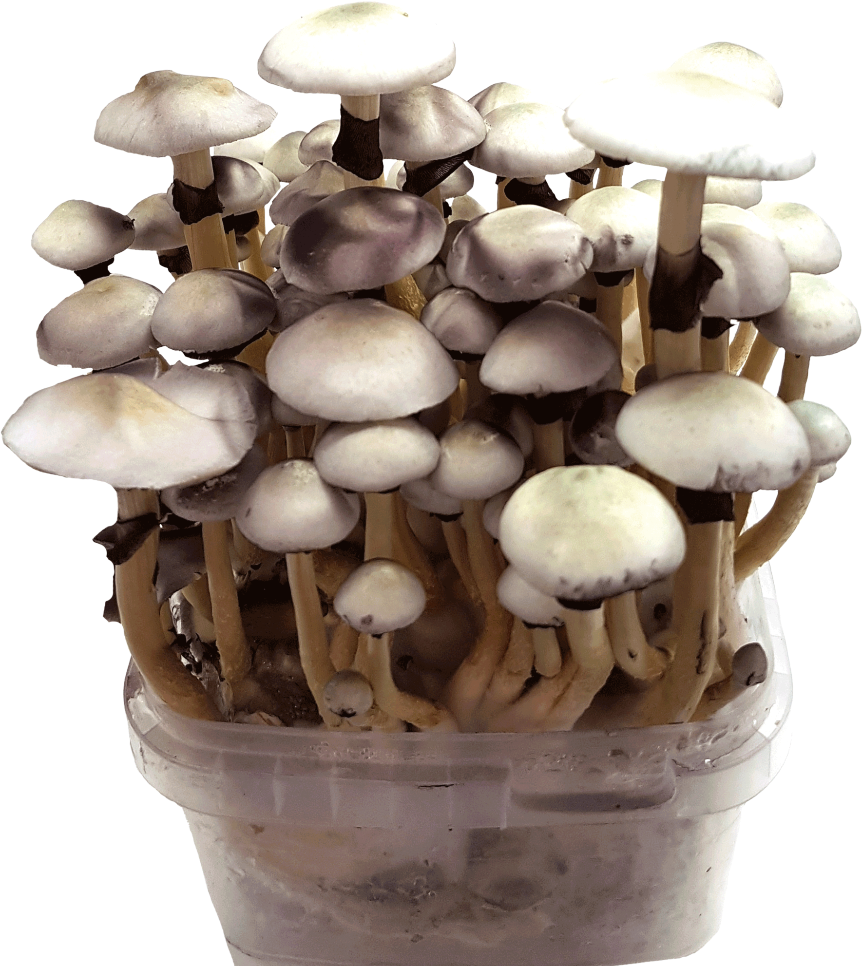 Grow Magic Mushrooms With 100% Mycelium Kits - Buy Magic Mushrooms Clipart (1819x2000), Png Download