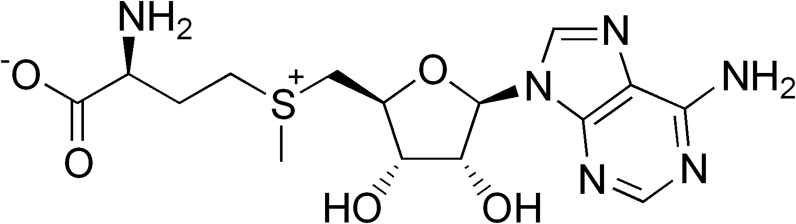 S-adenosylmethionine, A Source Of Methyl Groups In - Gamma Glutamyl 3 Carboxy 4 Nitroanilide Clipart (1555x439), Png Download