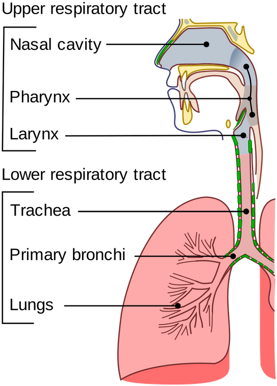 Illu Conducting Passages - Upper And Lower Respiratory Tract Clipart (640x823), Png Download