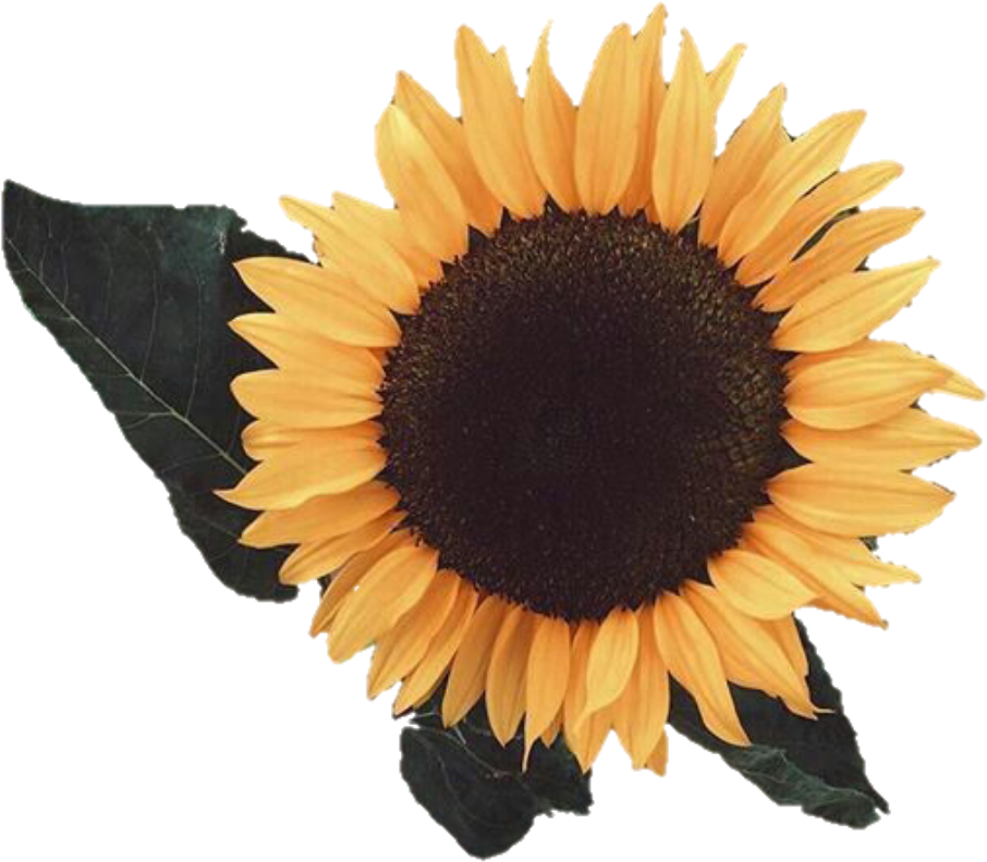 #yellow #amarillo #girasol #flor #tumblr #aesthetic - Sunflower Tumbrl Clipart (1024x1024), Png Download