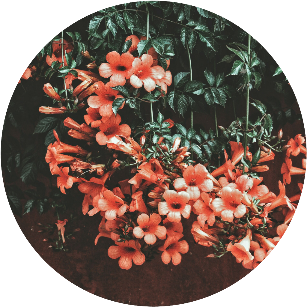 #stiker #tumblr #edit #flores #flower #circulos - Seni Kuda Kepang Samboyo Putro Clipart (1024x1024), Png Download