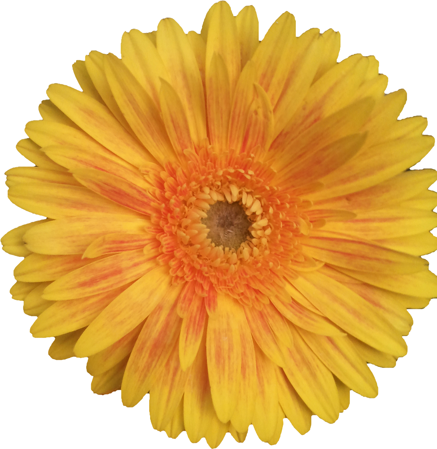 Flores Png - Sunflower Jpg White Background Clipart (1547x1600), Png Download
