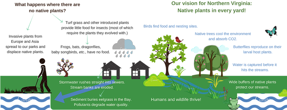 Native Plants - - Tree Clipart (920x368), Png Download