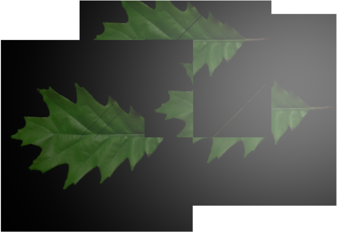 3renderedleaves 960×540 110 Kb - Maple Leaf Clipart (960x540), Png Download