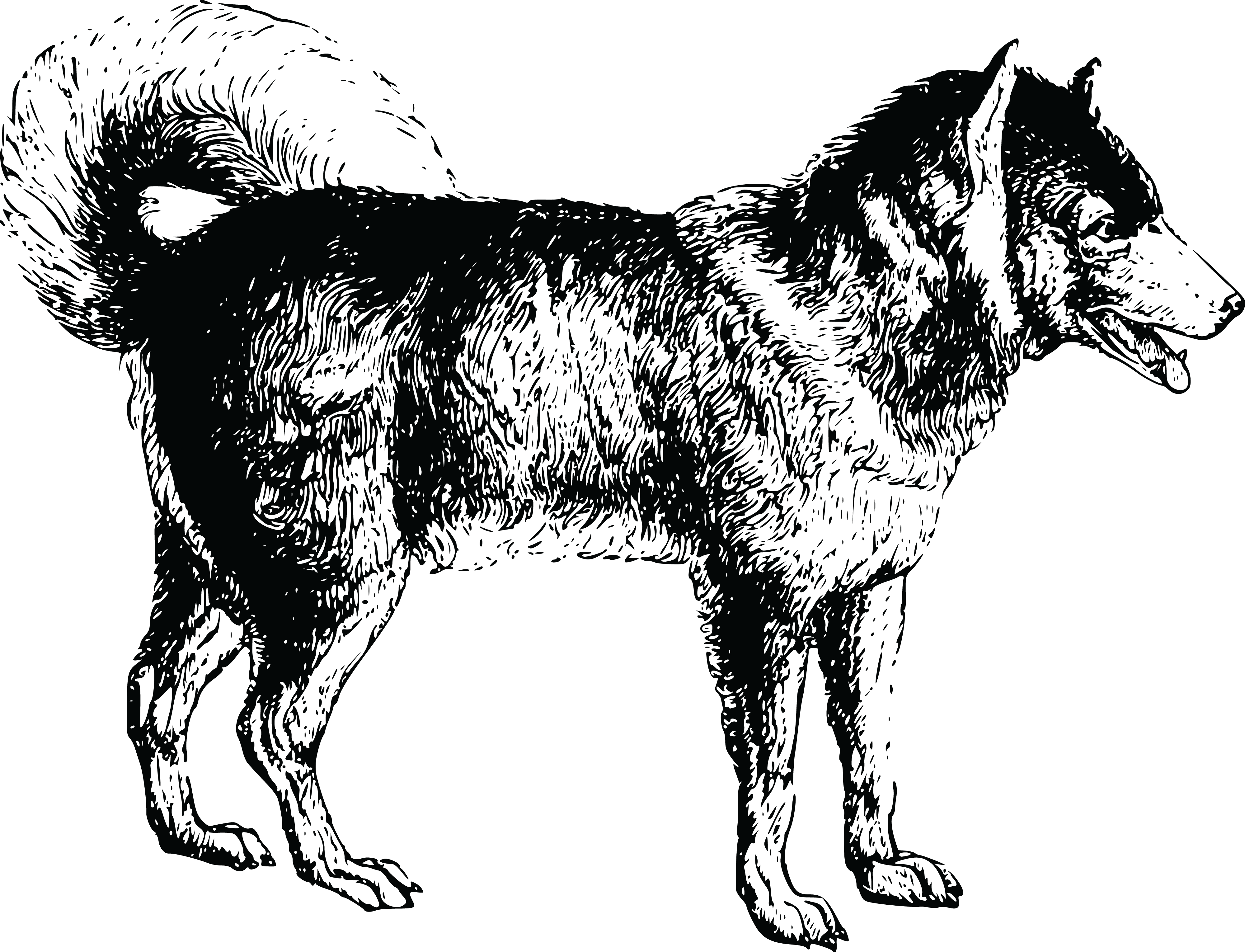 Dog Png Jpg - Siberian Husky Clipart (4000x3058), Png Download