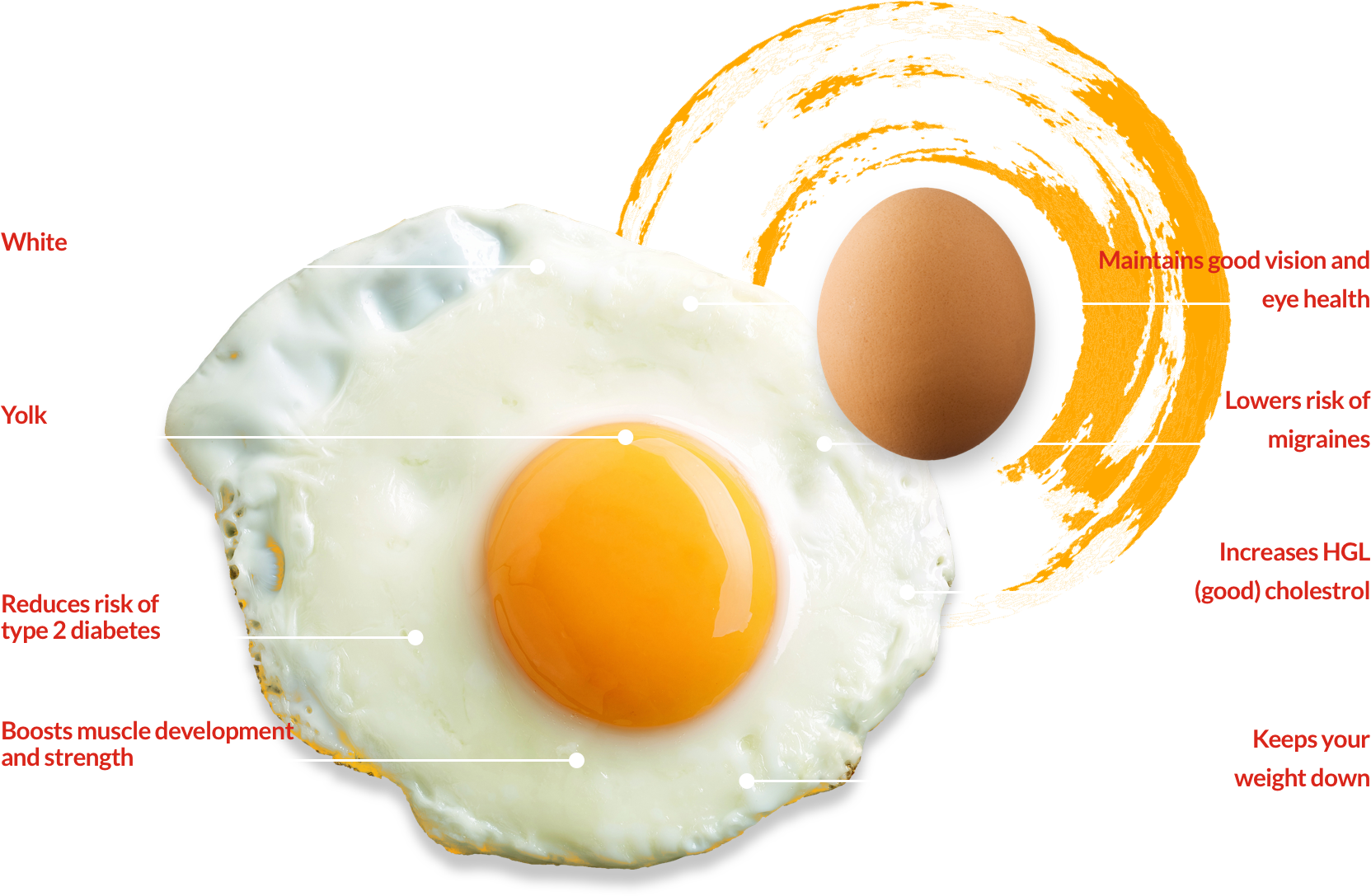 Contacts - Fried Egg Clipart (1663x1087), Png Download