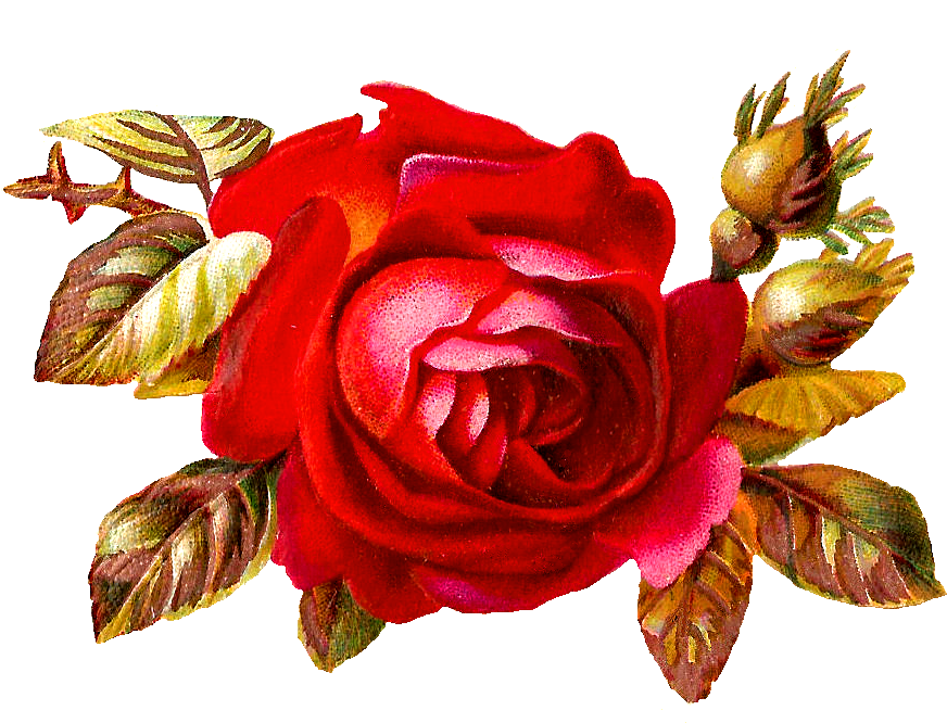 Garden Roses Clipart (1008x702), Png Download