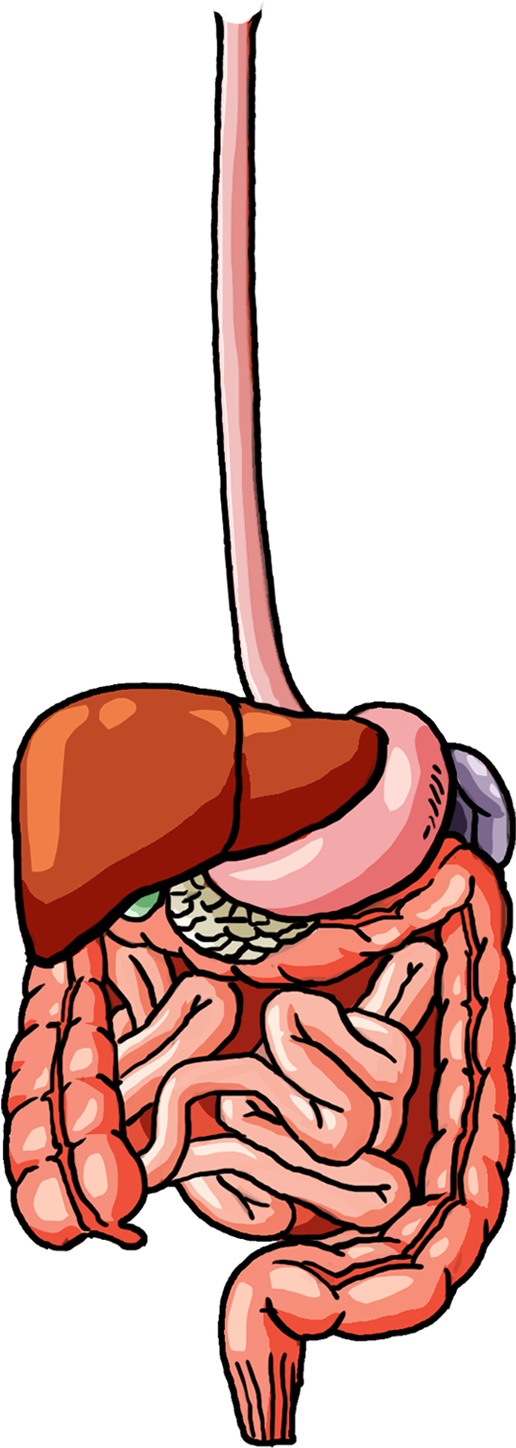 Female Digestive System - Illustration Clipart (3300x5100), Png Download
