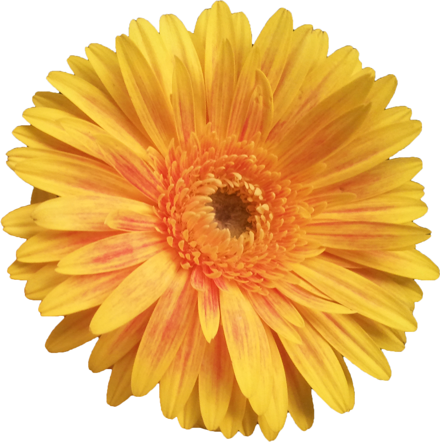 Flowers Png Tumblr Yellow Clipart (1569x1600), Png Download