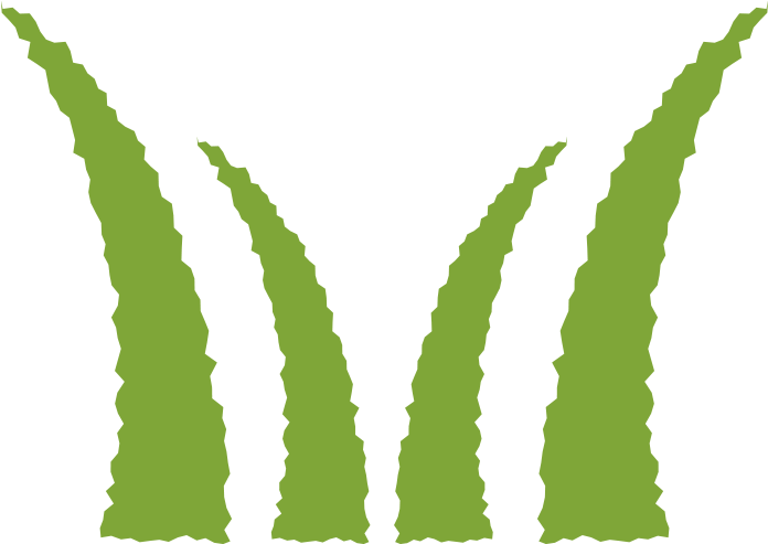 Agave Clipart (712x712), Png Download