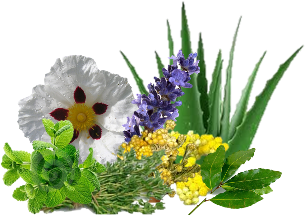 La Variedad De Hierbas, Plantas, Flores, Frutos, Cortezas - Aloe Vera Clipart (1003x701), Png Download