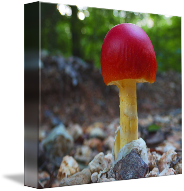 Drawing Mushrooms Top - Edible Mushroom Clipart (627x650), Png Download