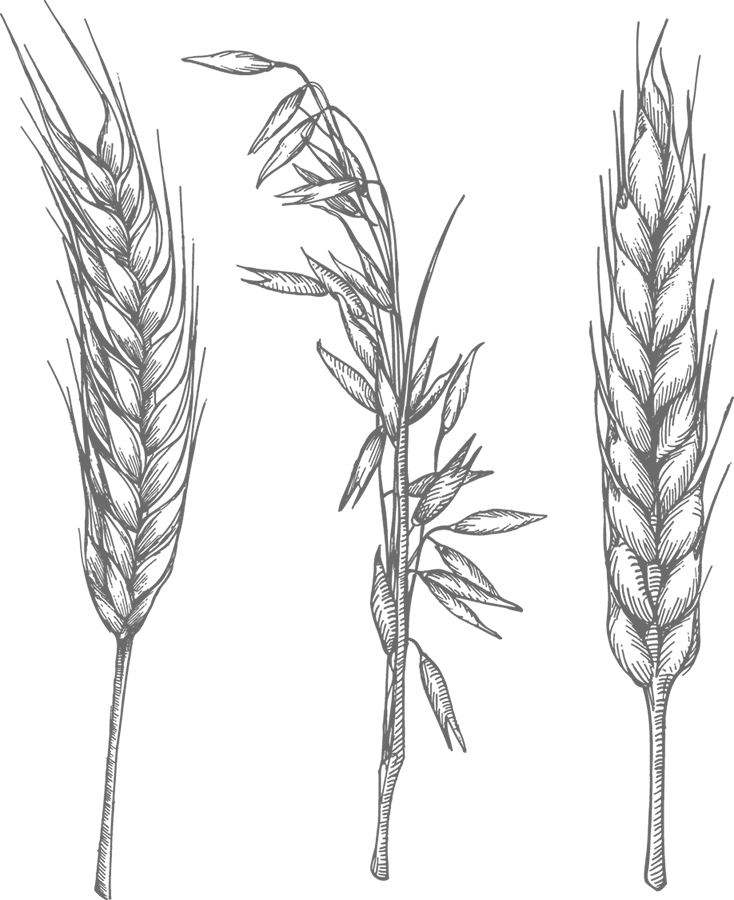 Iron Rye - Oats Black And White Clipart (734x900), Png Download