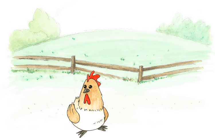 Mrs Chicken - Illustration Clipart (800x540), Png Download