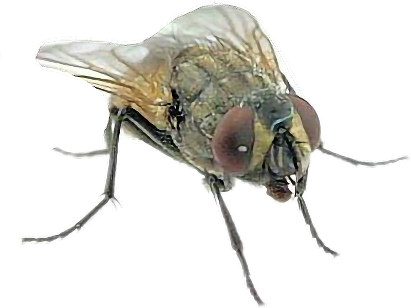 Mosca Sticker - Fly Clipart (800x600), Png Download