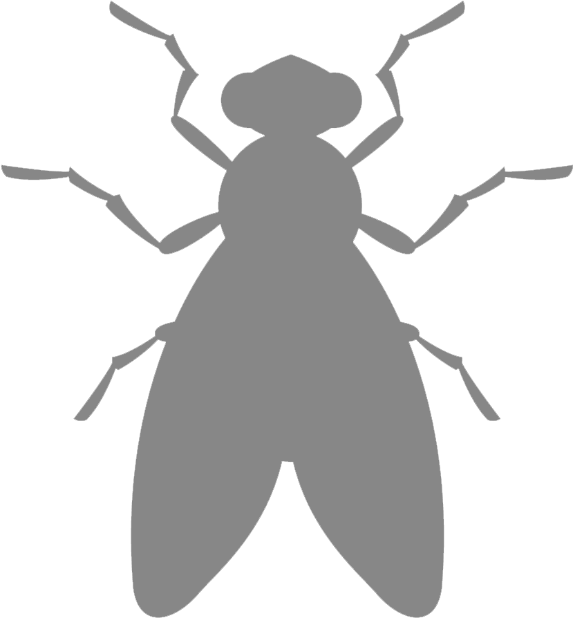 Dedetização De Moscas Rj - Belostomatidae Clipart (905x946), Png Download