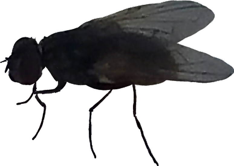 Mosca Sticker - House Fly Clipart (774x550), Png Download