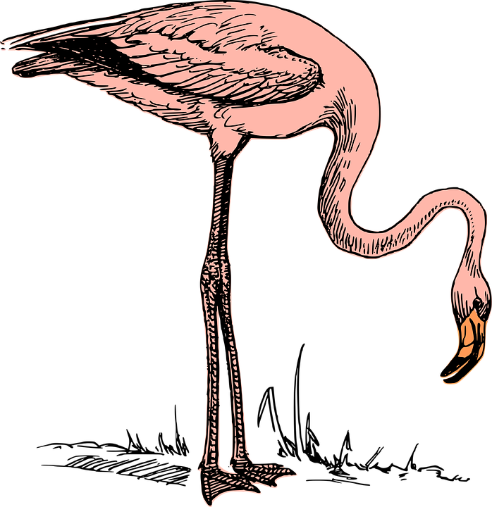 Bird Flamingo Nature Wildlife - Flamingo Clip Art - Png Download (698x720), Png Download