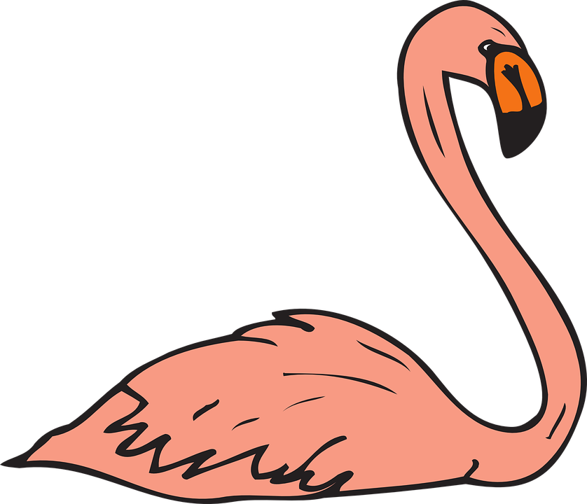 Flamingo Swimming Clipart - Png Download (600x515), Png Download