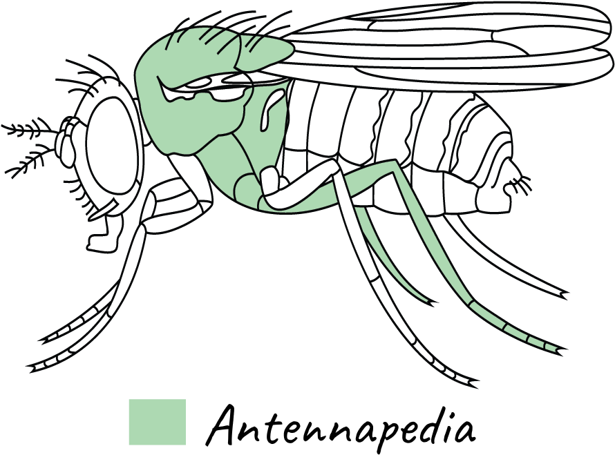 Crédito De La Imagen - Gen Antennapedia Clipart (1500x717), Png Download