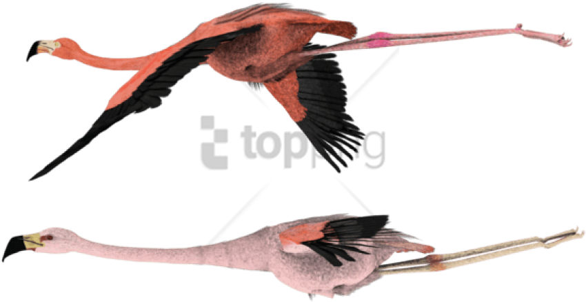 Free Png Pink Flamingos Flying Png Image With Transparent - Flamingo Fly Transparent Background Clipart (850x438), Png Download