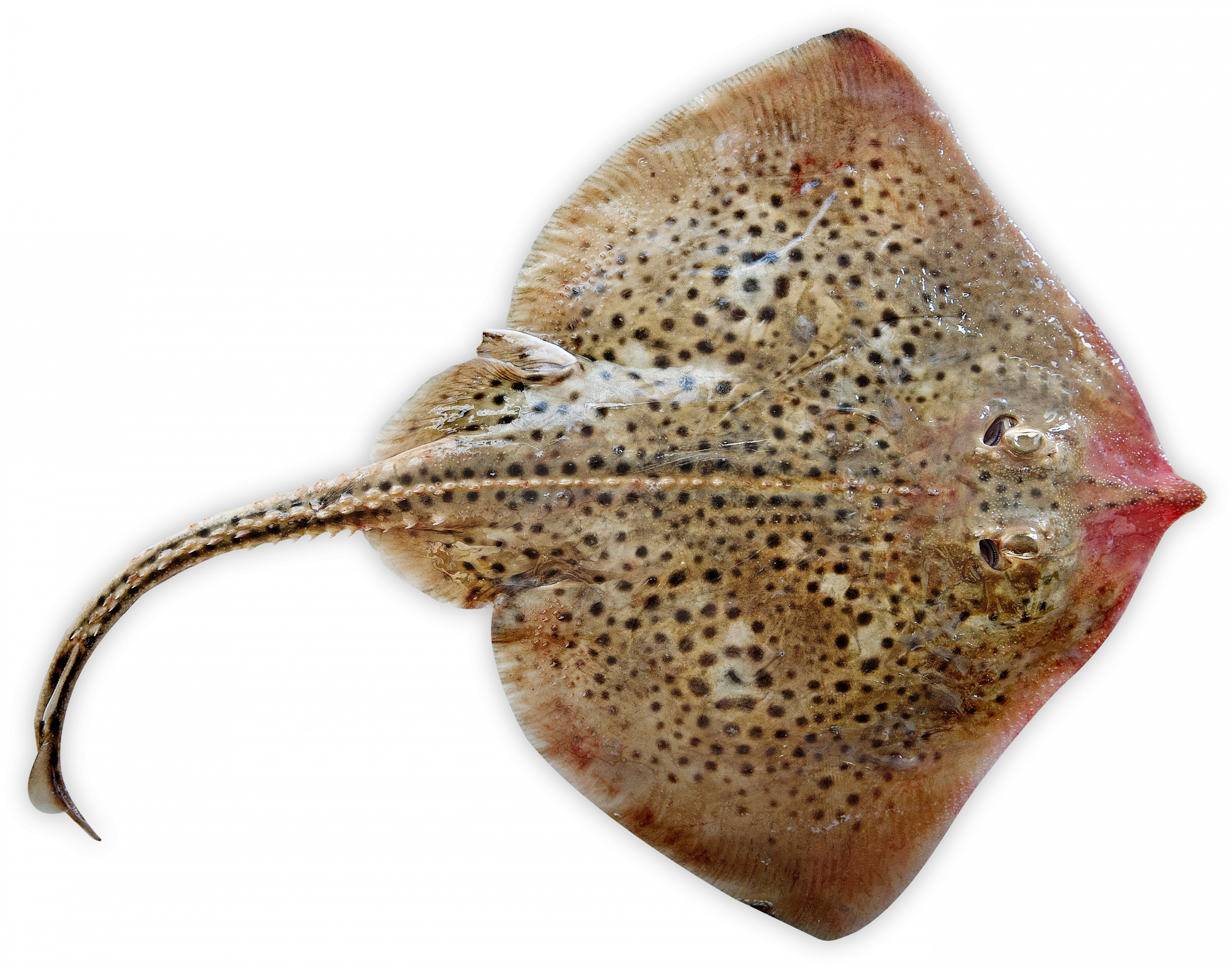 Rog Vis Clipart (3000x2357), Png Download