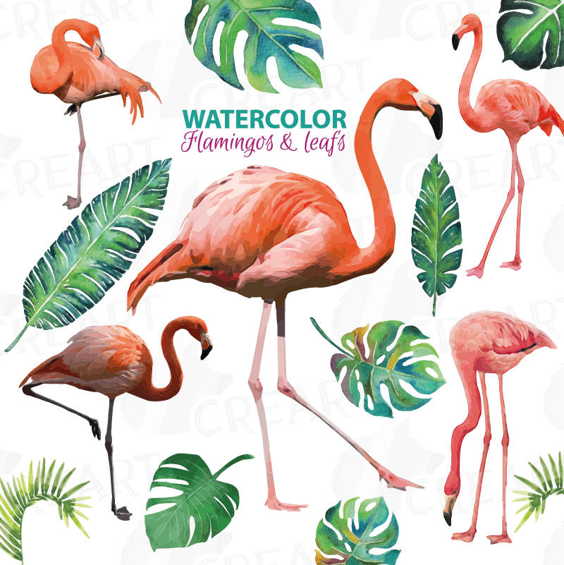 Picture Watercolor Flamingos With Water Design Bundles - Фламинго Клипарт Clipart (800x801), Png Download