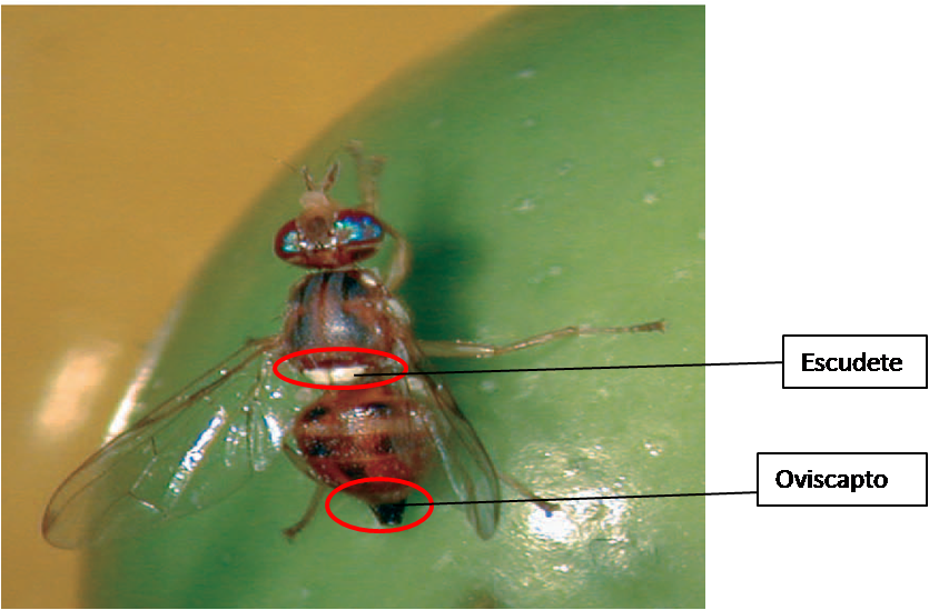 El Huevo Es De Color Blanquecino, Ovoide Y Alargado - Mosca Del Olivo Clipart (835x549), Png Download