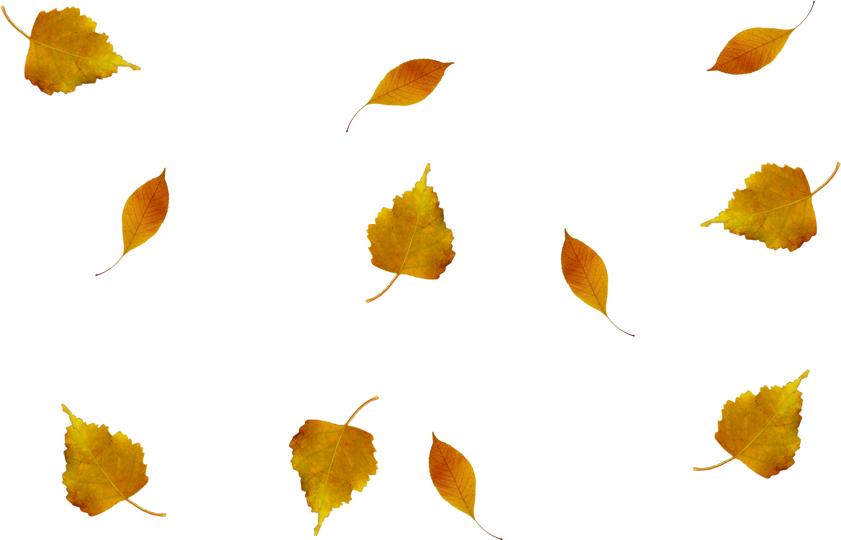 Composition, Photoshop, Autumn Leaves - Hojas De Otoño En Png Clipart (2773x1782), Png Download